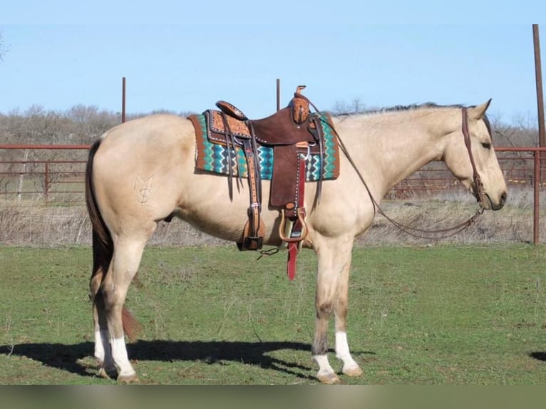 Paint Horse Gelding 6 years Buckskin in Stephenville, TX