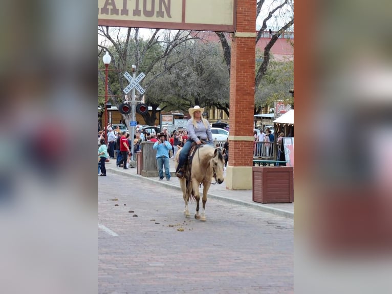 Paint Horse Gelding 6 years Buckskin in Stephenville, TX