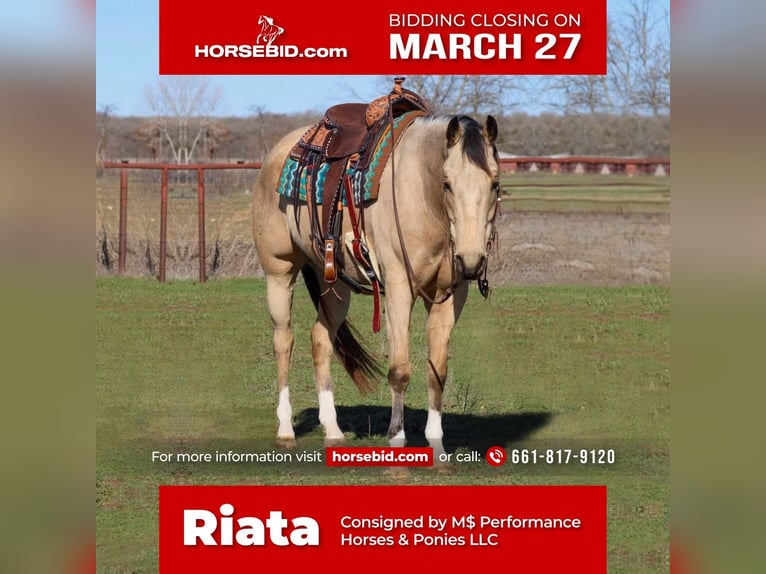 Paint Horse Gelding 6 years Buckskin in Stephenville, TX