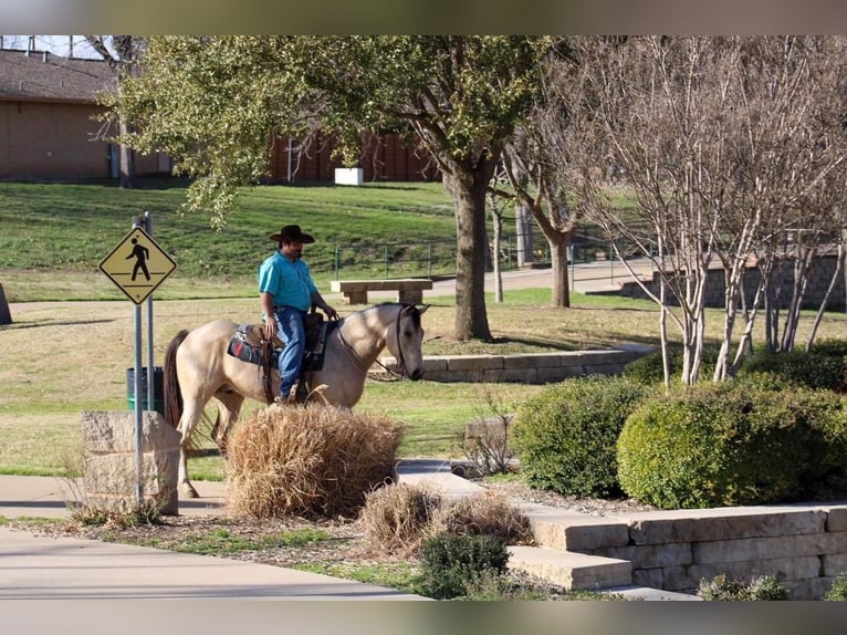 Paint Horse Gelding 6 years Buckskin in Stephenville, TX