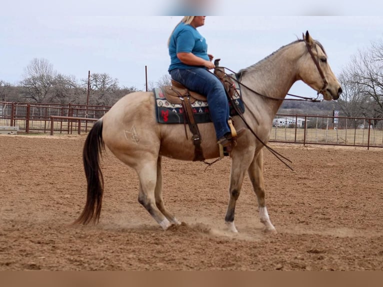Paint Horse Gelding 6 years Buckskin in Stephenville, TX