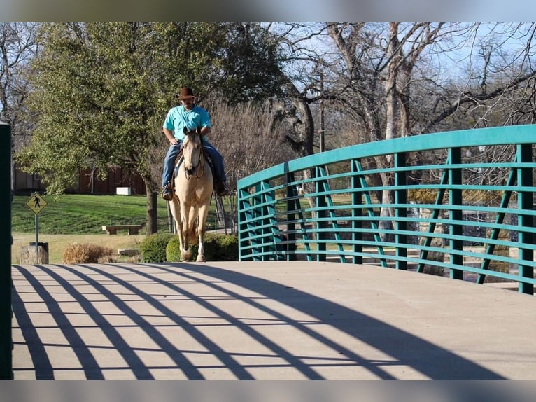 Paint Horse Gelding 6 years Buckskin in Stephenville, TX