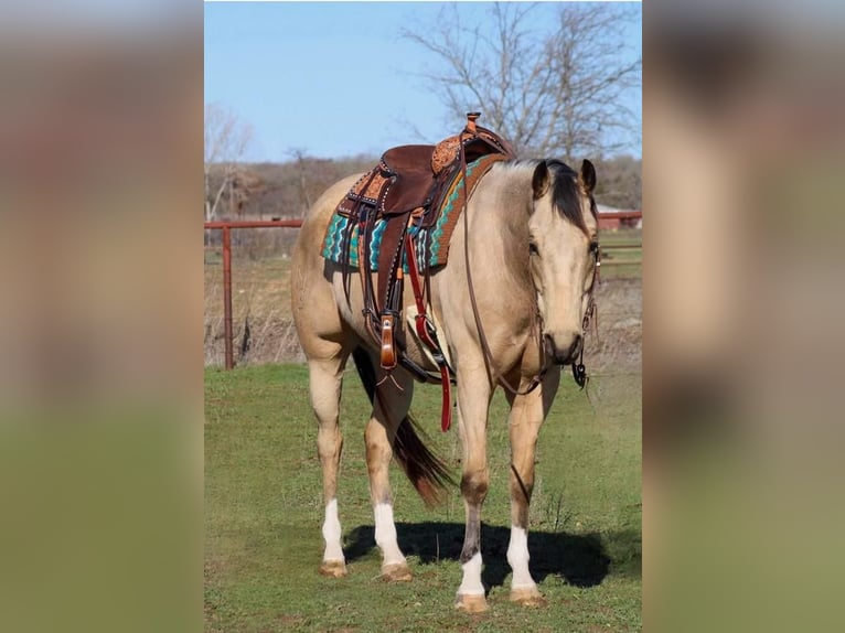 Paint Horse Gelding 6 years Buckskin in Stephenville, TX