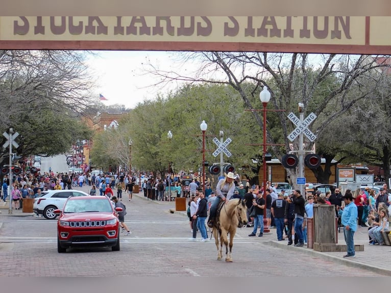 Paint Horse Gelding 6 years Buckskin in Stephenville, TX