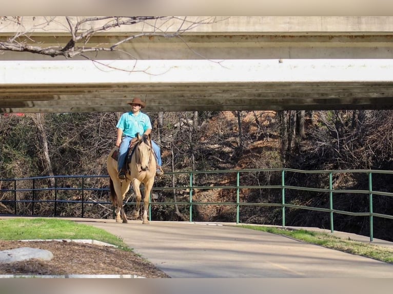 Paint Horse Gelding 6 years Buckskin in Stephenville, TX