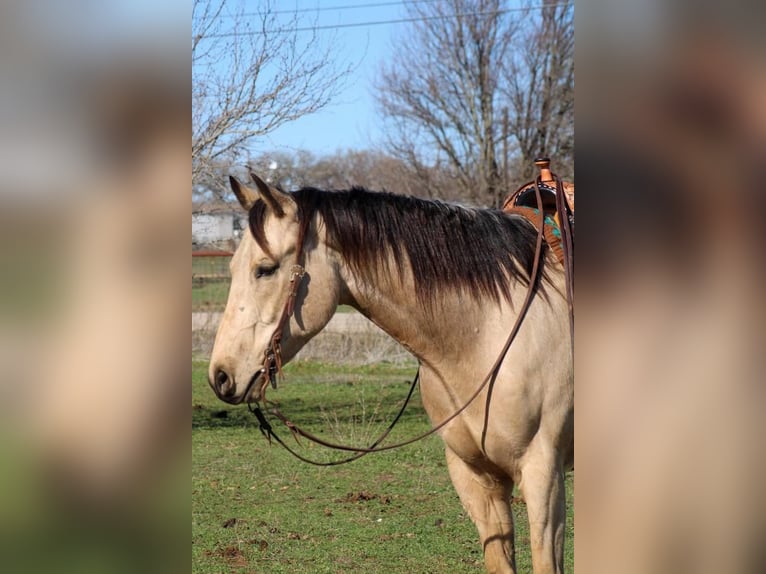 Paint Horse Gelding 6 years Buckskin in Stephenville, TX
