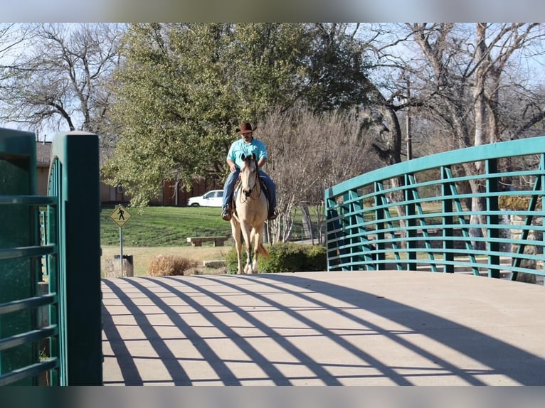 Paint Horse Gelding 6 years Buckskin in Stephenville, TX
