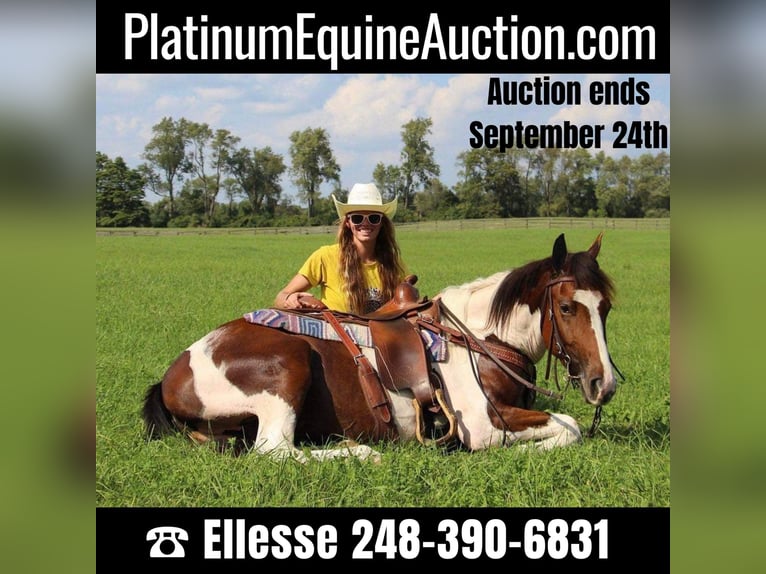 Paint Horse Gelding 6 years Tobiano-all-colors in Highland Mi