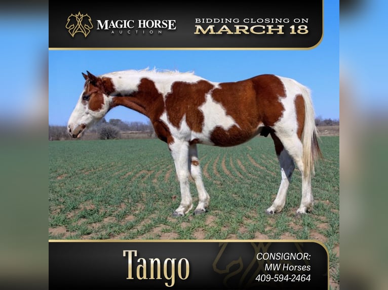 Paint Horse Gelding 7 years 13 hh Tobiano-all-colors in Mullin