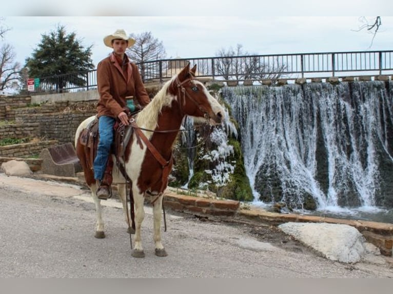 Paint Horse Gelding 7 years 13 hh Tobiano-all-colors in Mullin