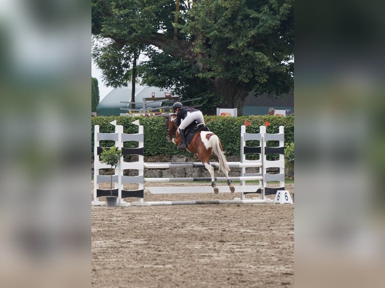 Paint Horse Gelding 7 years 14,2 hh Pinto in Altötting