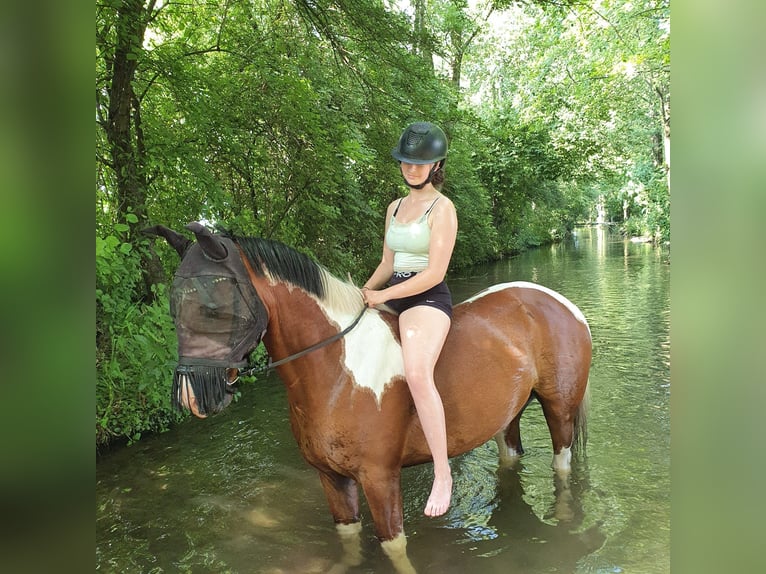 Paint Horse Gelding 7 years 14,2 hh Pinto in Altötting