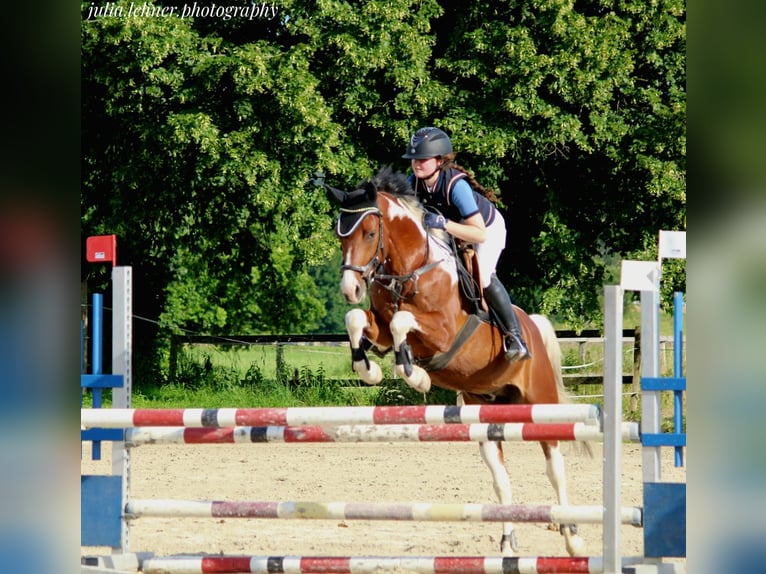 Paint Horse Gelding 7 years 14,2 hh Pinto in Altötting