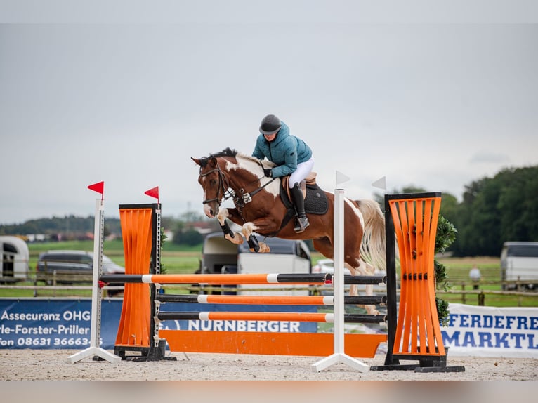 Paint Horse Gelding 7 years 14,2 hh Pinto in Altötting