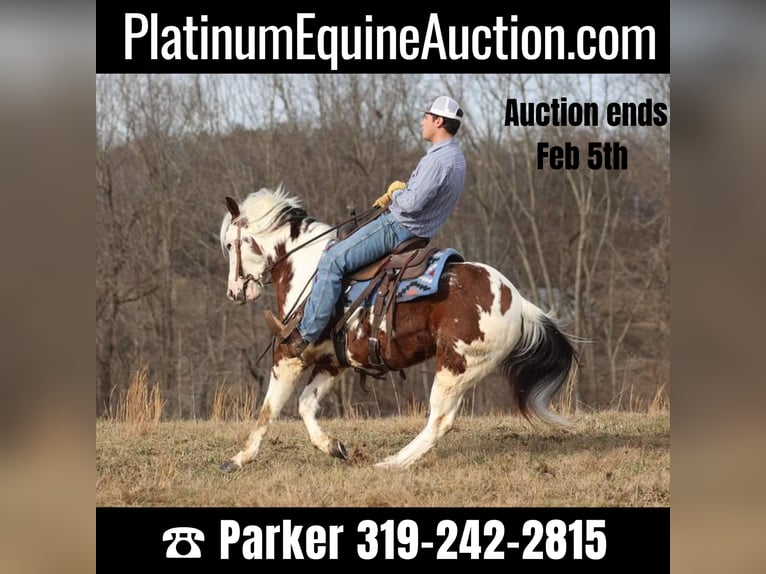 Paint Horse Gelding 7 years 14,2 hh Tobiano-all-colors in Brodhead Ky