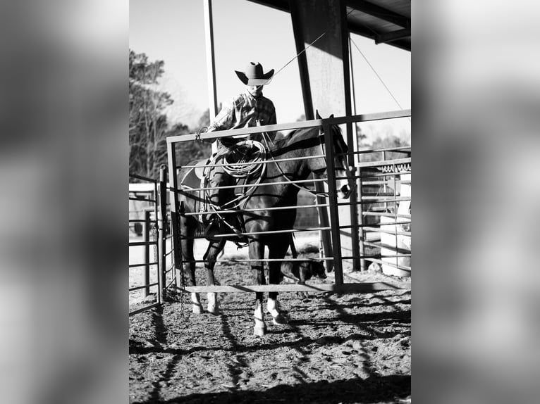 Paint Horse Gelding 7 years 14,3 hh Black in Huntsville, TX