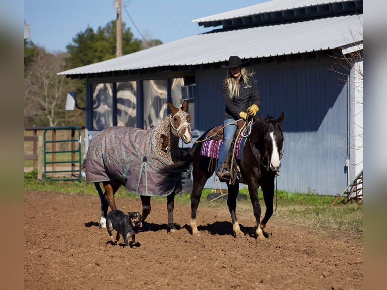 Paint Horse Gelding 7 years 14,3 hh Black in Huntsville, TX