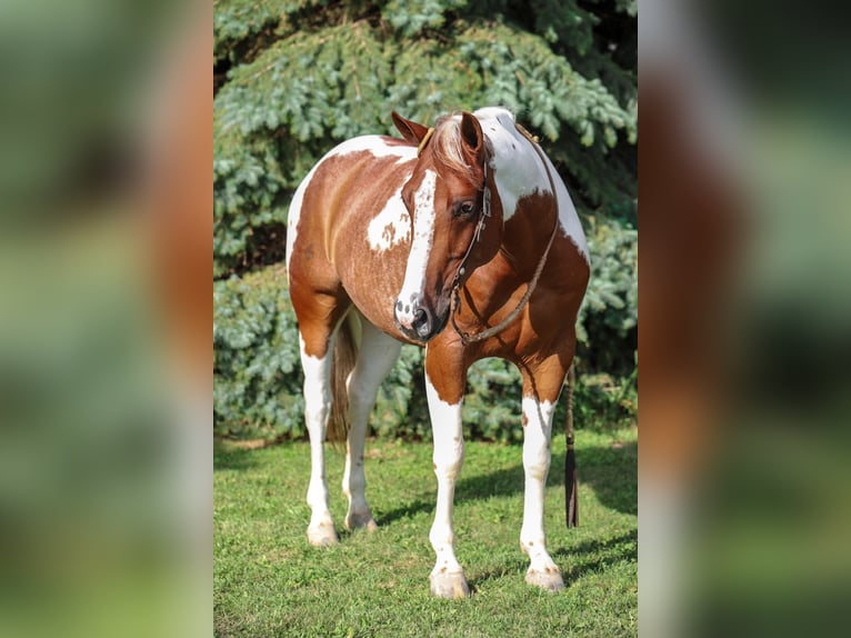 Paint Horse Gelding 7 years 14,3 hh Chestnut in Lake Lillian MN