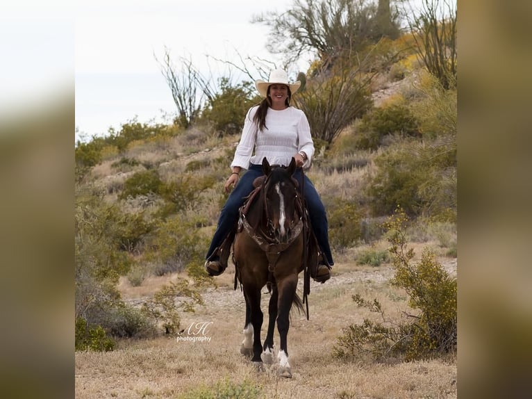 Paint Horse Gelding 7 years 14,3 hh Dun in Aguila, AZ