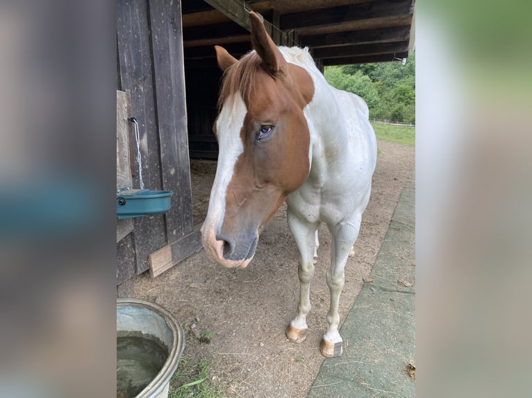 Paint Horse Mix Gelding 7 years 14,3 hh Grey in Kierspe
