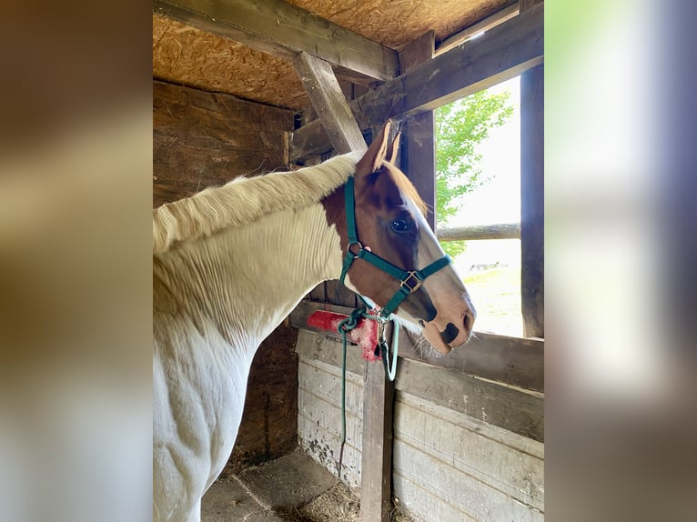 Paint Horse Mix Gelding 7 years 14,3 hh Grey in Kierspe