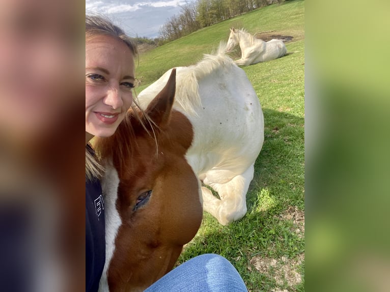 Paint Horse Mix Gelding 7 years 14,3 hh Grey in Kierspe