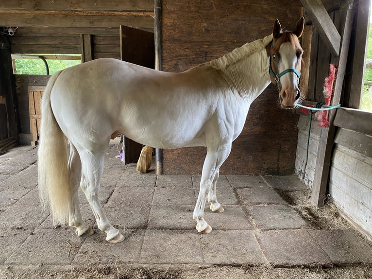 Paint Horse Mix Gelding 7 years 14,3 hh Grey in Kierspe