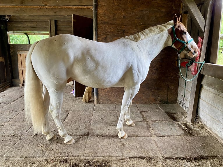 Paint Horse Mix Gelding 7 years 14,3 hh Grey in Kierspe