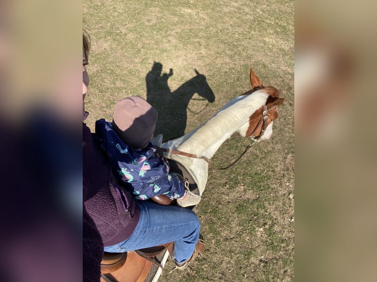 Paint Horse Mix Gelding 7 years 14,3 hh Grey in Kierspe