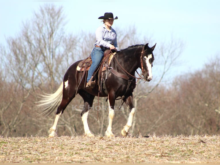 Paint Horse Mix Gelding 7 years 15,1 hh Pinto in Clarion