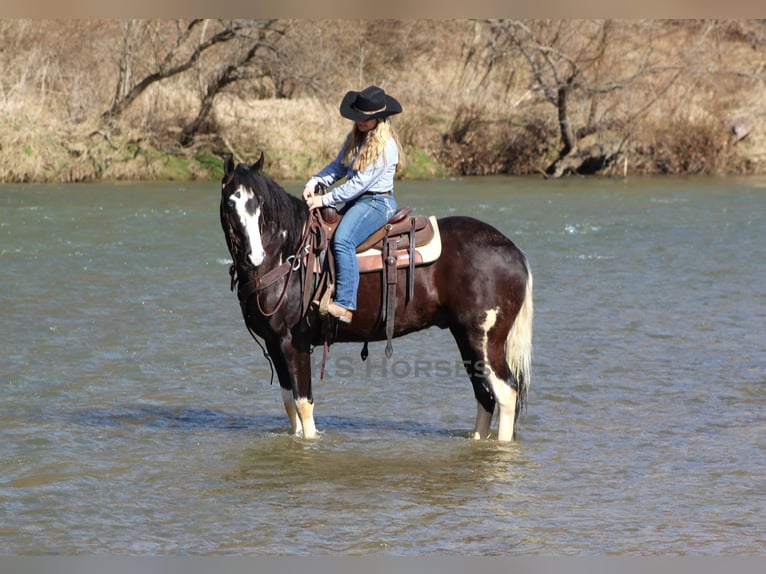 Paint Horse Mix Gelding 7 years 15,1 hh Pinto in Clarion