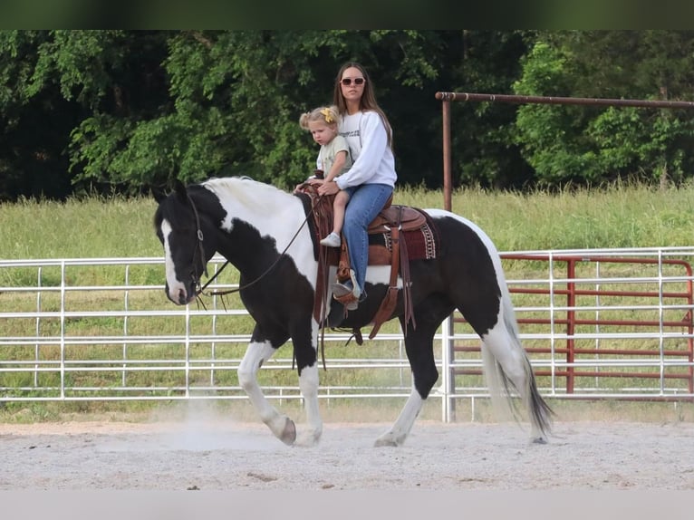 Paint Horse Mix Gelding 7 years 15,1 hh Pinto in Mount Vernon