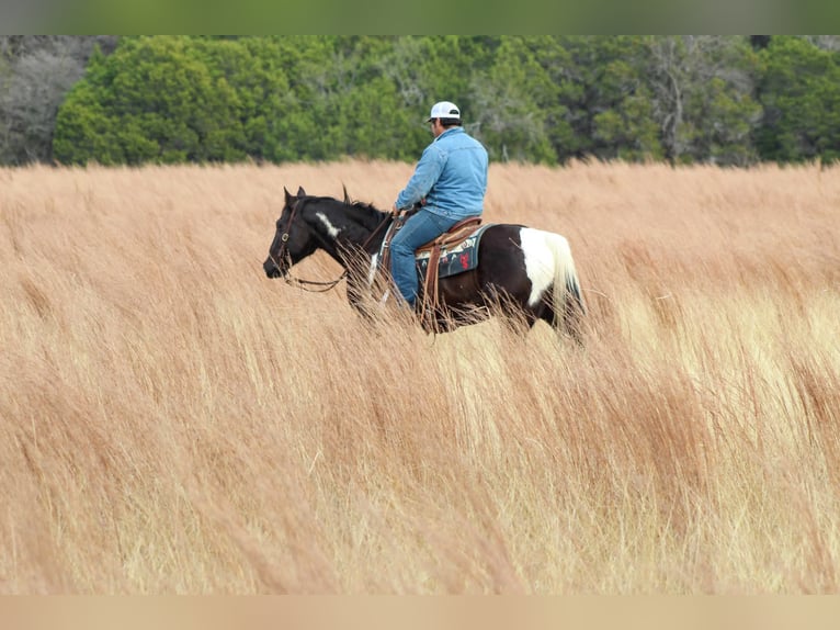 Paint Horse Gelding 7 years 15,1 hh in Stephenville, TX