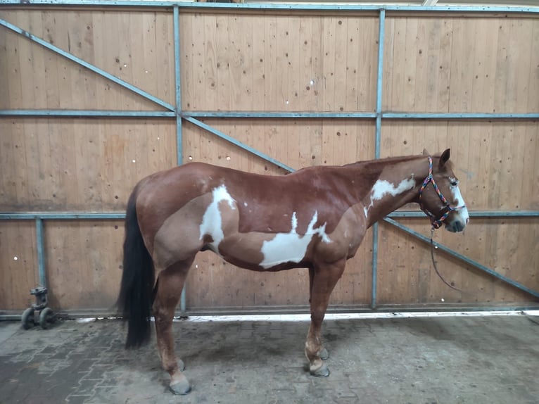 Paint Horse Mix Gelding 7 years 15,2 hh Overo-all-colors in Langerwehe