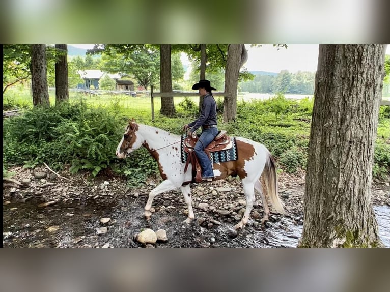 Paint Horse Gelding 7 years 15,2 hh in Northfield, MA