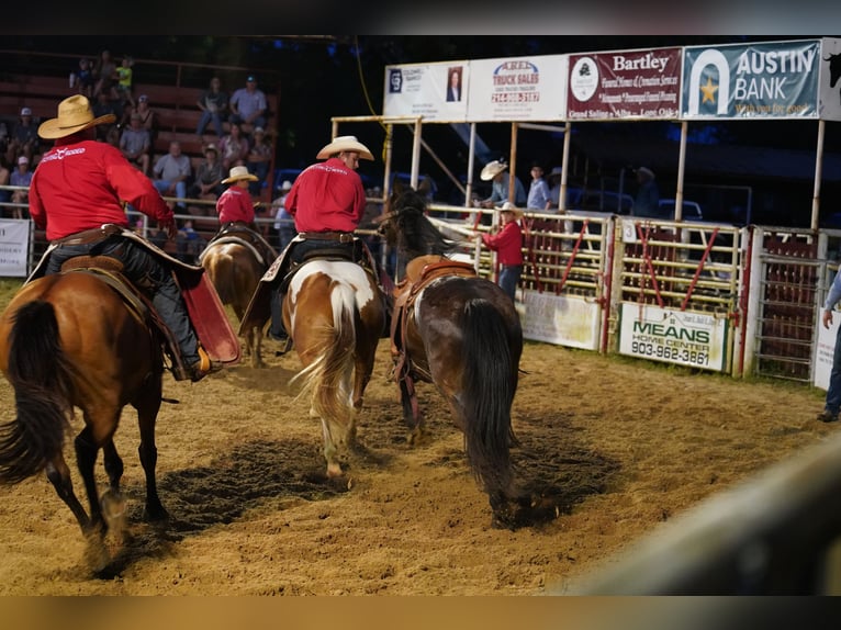 Paint Horse Gelding 7 years 15,3 hh Pinto in Madill