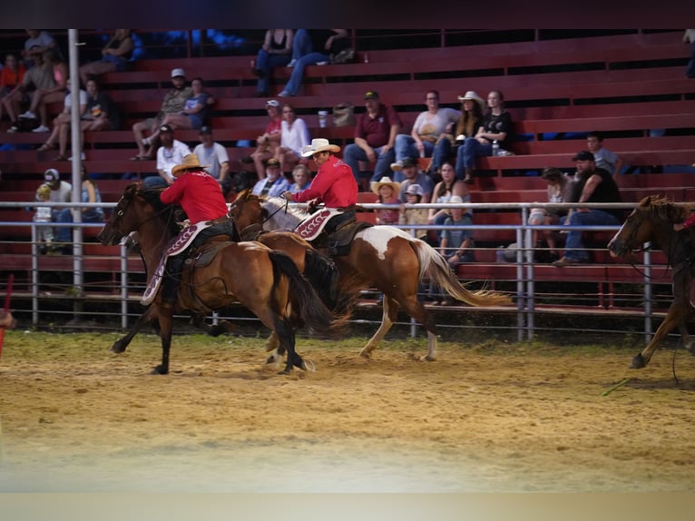 Paint Horse Gelding 7 years 15,3 hh in Madill