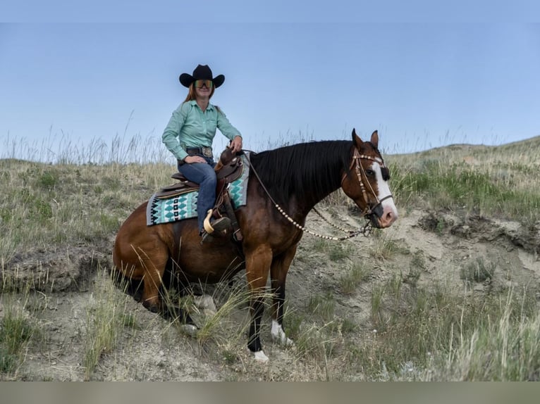 Paint Horse Gelding 7 years 15 hh Bay in Buffalo, WY