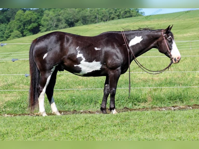 Paint Horse Gelding 7 years 15 hh Black in Clarion