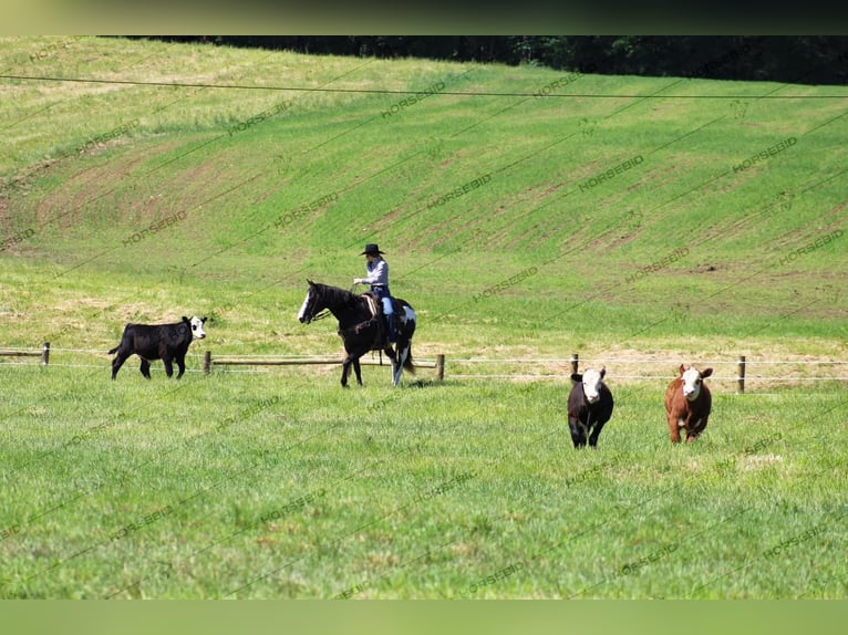 Paint Horse Gelding 7 years 15 hh Black in Clarion