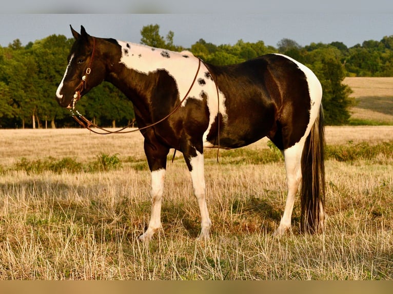 Paint Horse Gelding 7 years 15 hh Black in Pleasant Hope, Mo.