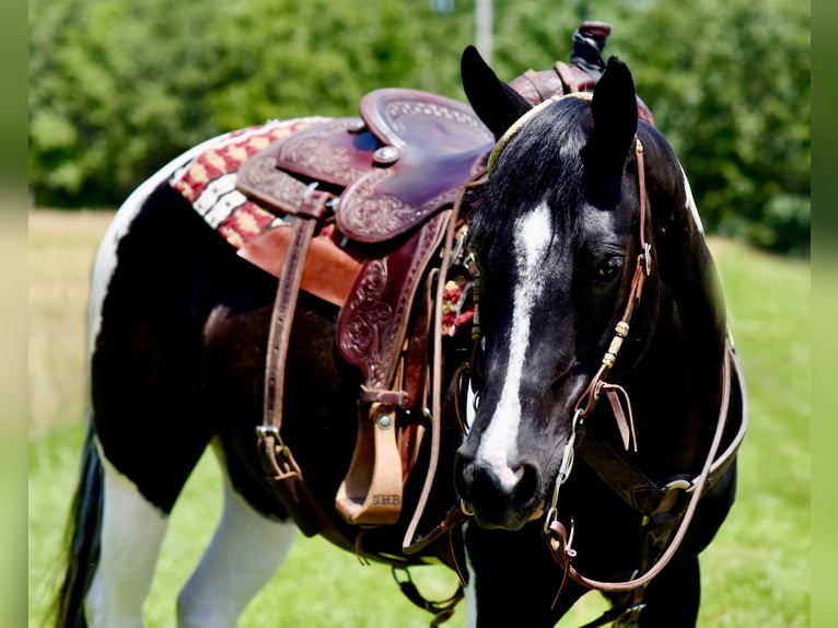 Paint Horse Gelding 7 years 15 hh Black in Pleasant Hope, Mo. Paint Horse Gelding 7 years 15 hh Black in Pleasant Hope, Mo.