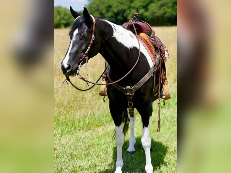 Paint Horse Gelding 7 years 15 hh Black in Pleasant Hope, Mo. Paint Horse Gelding 7 years 15 hh Black in Pleasant Hope, Mo.