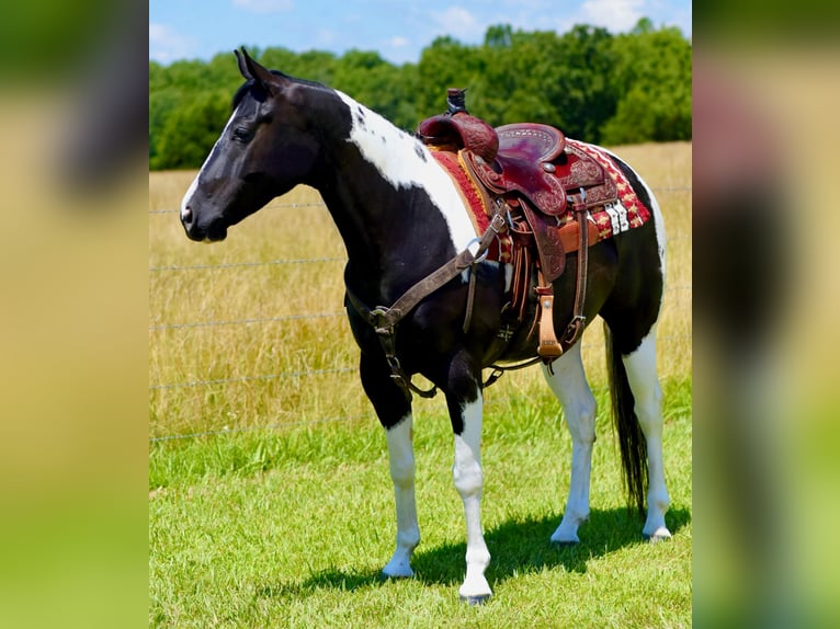 Paint Horse Gelding 7 years 15 hh Black in Pleasant Hope, Mo. Paint Horse Gelding 7 years 15 hh Black in Pleasant Hope, Mo.