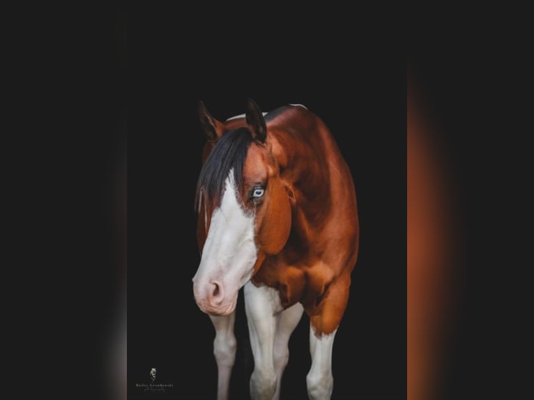 Paint Horse Gelding 7 years 15 hh Chestnut in Dallas PA