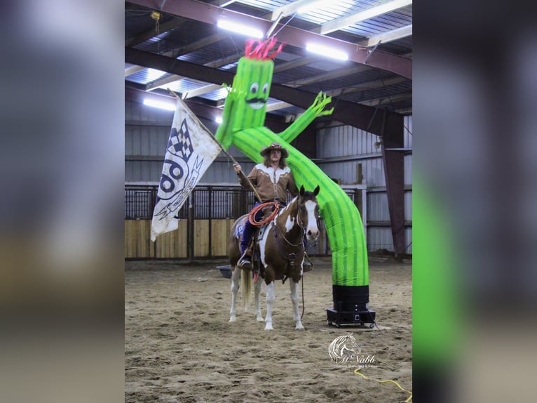 Paint Horse Gelding 7 years 15 hh Chestnut in Cody