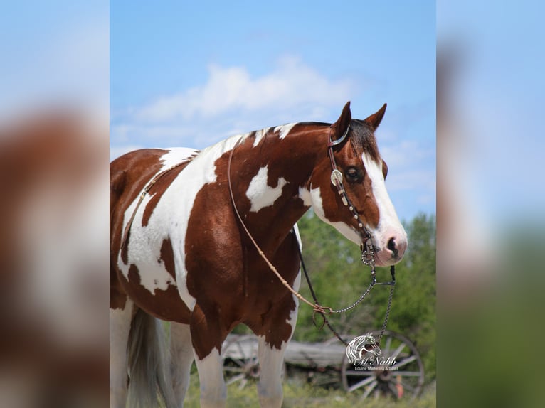 Paint Horse Gelding 7 years 15 hh Chestnut in Cody