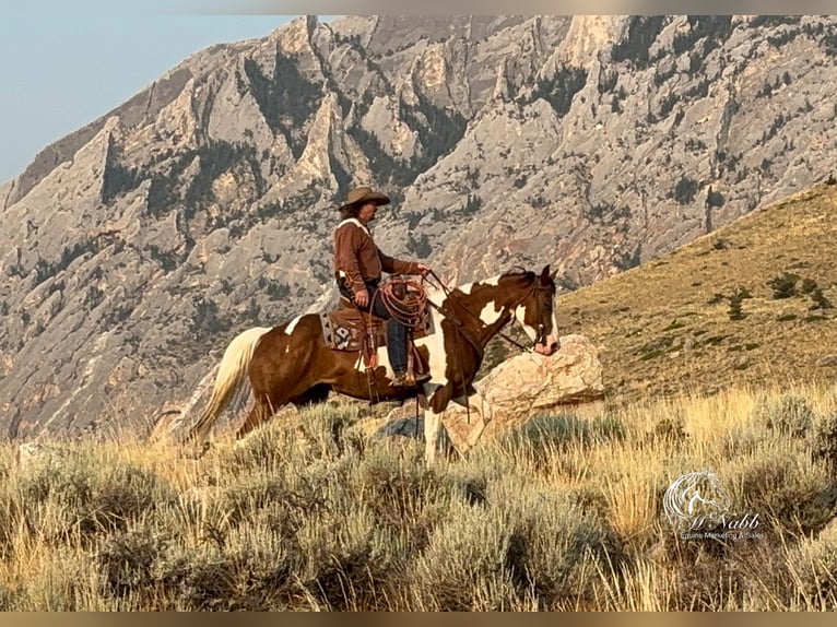 Paint Horse Gelding 7 years 15 hh Chestnut in Cody