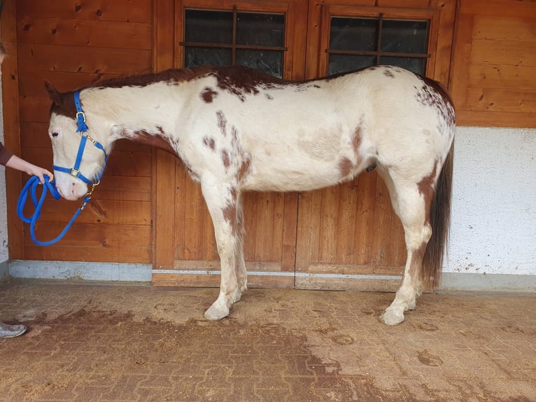 Paint Horse Gelding 7 years 15 hh Overo-all-colors in Solothurn