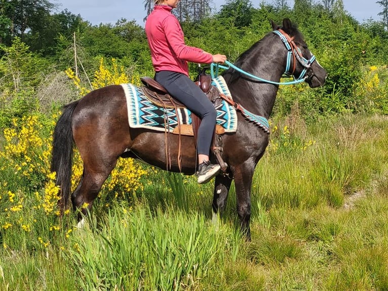 Paint Horse Mix Gelding 7 years 15 hh Pinto in Linkenbach